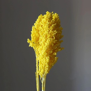 Nuovissimo Fiore Naturale Preservato di Sorgo per Decorazioni di Matrimoni/Casa/Feste/Eventi 2025 - Product Image 6