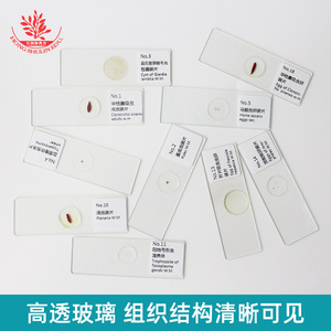 25 diapositivas de muestras microscópicas de parásitos, con fijación estándar para investigación de parasitología clásica. - Product Image 3