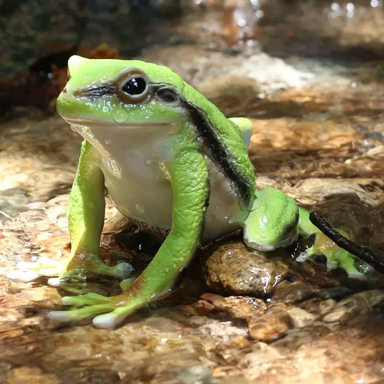 Sapos de resina para animais, estatuetas de animais baratos em resina para áreas externas