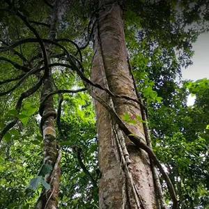 KAIYANGE vente en gros <span class=keywords><strong>de</strong></span> thé puer mûr minceur <span class=keywords><strong>de</strong></span> haute qualité pour la <span class=keywords><strong>perte</strong></span> <span class=keywords><strong>de</strong></span> <span class=keywords><strong>poids</strong></span> feuilles en vrac thé arbre ancien thé puer mûr YunNan - Product Image 4