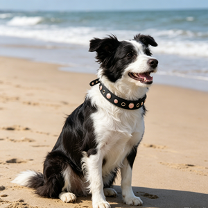 Collare per Cani in Pelle Personalizzato con Nome e Alfabeto, Alta Qualità, con Cristalli - Product Image 2