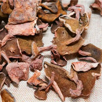 Champignons Suillus Rubricontextus comestibles Champignons Suillus Rubricontextus rouges sauvages naturels à vendre