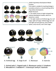 Mô hình quá trình tăng trưởng và phát triển mô hình phôi ếch mô hình sinh học Trường Trung Học Cơ Sở sciedu - Product Image 5