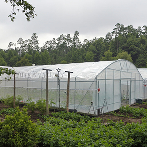 <span class=keywords><strong>Tunnel</strong></span> élevé agricole économique et durable pour une culture efficace - Product Image 1