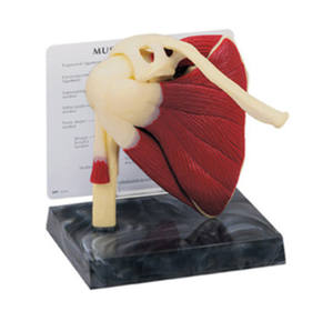 Modelo de Articulación del Hombro con Músculos, Modelo Educativo Médico del Hueso del Hombro del Esqueleto Humano - Product Image 1