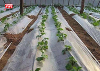 Film de paillage agricole transparent blanc en PE, résistant à la chaleur et à l'humidité, anti-UV, anti-parasites