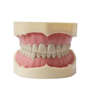 In China Hergestelltes <span class=keywords><strong>Frasaco</strong></span> Zahnmodell zum Verkauf - Product Image 1