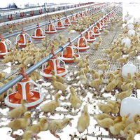 Nouvel équipement d'élevage avicole automatique en acier inoxydable, portable et sur pied, pour mangeoires à poulets, fourni par l'usine chinoise
