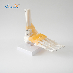 Modelo Anatómico de Pie <span class=keywords><strong>Humano</strong></span> a Tamaño Natural con <span class=keywords><strong>Tobillo</strong></span> y Articulaciones Ligamentosas Vic Science VCM-113A - Product Image 2