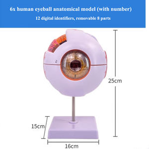 Modelo Anatómico del Ojo Humano Ampliado 6 Veces, Modelo de la Estructura del Ojo con Marcas - Product Image 5