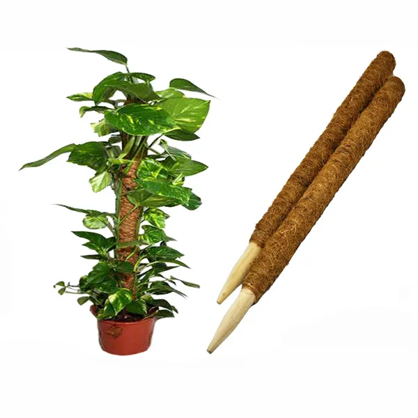 Bastoncino di cocco Totem Coco Coir Stick 24 pollici supporto per piante da interno palo di muschio