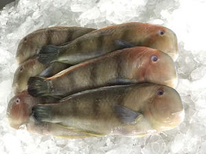 Prix Compétitifs Fournisseur en Gros Poisson-Perroquet Entier Congelé IQF/BQF Fruits de Mer Frais Exportés du Vietnam Vrac/Emballage Sous Vide - Product Image 5