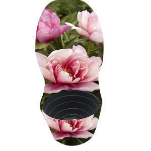 Couvercle de <span class=keywords><strong>pot</strong></span> d'emballage de pivoines en polypropylène étanche anti-décoloration personnalisé pour l'emballage de fleurs de plantes de ferme - Product Image 5