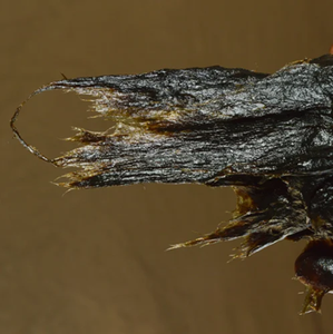 Prix les plus bas TL-Graisse pour roulement de roue (spéciale à base de sodium) Graisse pour roulement haute performance de couleur noire à vendre - Product Image 3