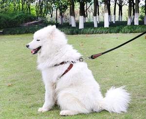 Campione gratuito corda tattica a mani libere guinzaglio per cani designer personalizzato all'ingrosso cinturino per animali domestici guinzaglio per cani in poliestere carino retrattile di lusso - Product Image 4