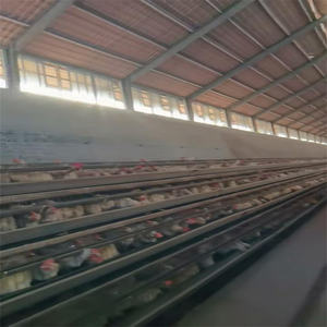 Gabbie per Galline Ovaiole e Quaglie di Alta Qualità in Acciaio Zincato a Caldo Tipo A Design Completamente Automatico Durata 20-25 Anni - Product Image 5