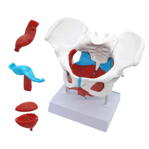 Großhandel medizinisches anatomisches weibliches Becken modell mit abnehmbaren Organen für die medizinische Bildung - Product Image 2