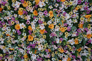 <span class=keywords><strong>Pas</strong></span> <span class=keywords><strong>cher</strong></span> 10ft jaune décoration de mariage soie <span class=keywords><strong>artificielle</strong></span> <span class=keywords><strong>fleur</strong></span> <span class=keywords><strong>mur</strong></span> panneau de tissu fond faux fleurs <span class=keywords><strong>mur</strong></span> - Product Image 3