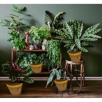SC ECOMMERCE Set Modern 5 Pot Tanaman Anyaman Tali Pinggir Kuning Ramah Lingkungan Biodegradable Keranjang Penyimpanan Penggunaan Dalam/Luar Ruangan Rumah