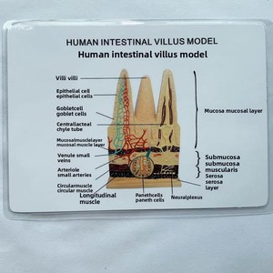 Modelo de villus intestinal humano HUICHUN, vasos <span class=keywords><strong>capilares</strong></span> linfáticos, sección anatómica de venas, biología para escuelas secundarias, ciencia médica - Product Image 4