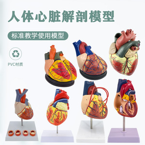 Modelo de anatomía cardíaca para adultos, ultrasonido Doppler a color, sistema circulatorio, cardiología, modelo de enseñanza cardiovascular - Product Image 2