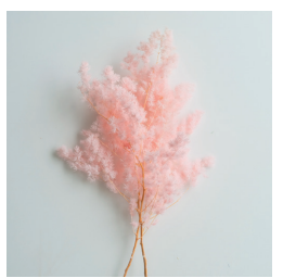 Amaranto Preservado Natural de Colores, Helecho Retrofractus <span class=keywords><strong>Ming</strong></span>, Flores Preservadas para Decoración del Hogar - Product Image 2