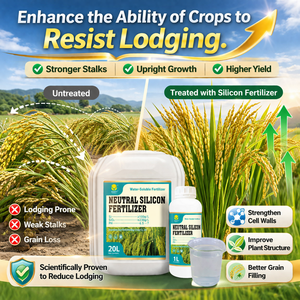 <span class=keywords><strong>ปุ๋ย</strong></span>ซิลิโคนเหลวสำหรับพืชผล ธาตุอาหารซิลิโคน ช่วยเพิ่มผลผลิต ทนทานต่อสภาพอากาศ ละลายน้ำได้ สำหรับข้าว ข้าวสาลี และผัก - Product Image 1