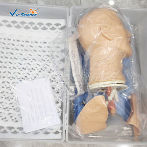 Fortschrittliches Multifunktionales Atemwegsmanagement-Modell für Medizinwissenschaft und Schule - Product Image 5