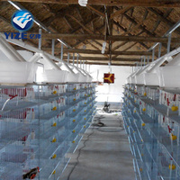 Cages à cailles de haute qualité, conception automatique de cages à cailles