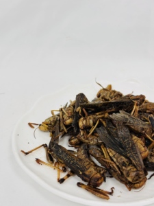 โรงงานขายส่ง OEM ตั๊กแตนสด อาหารเสริมสำหรับสัตว์เลี้ยง เหมาะสำหรับปลา <span class=keywords><strong>นก</strong></span> ไก่ เต่า และสัตว์เลื้อยคลานอื่นๆ - Product Image 2