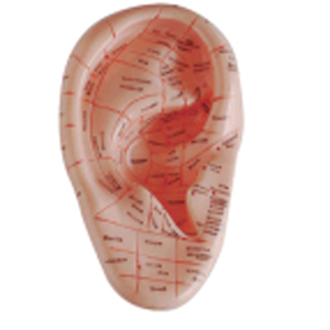 ADA <b>Medical</b> <b>Science</b> PVC Ear Massage Models 12cm and 23cm for Disease Demonstration and <b>Medical</b> Teaching Tool - Product Image 1