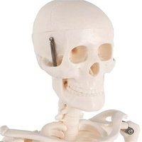Modèle d'anatomie du squelette humain SCMEHE 2026 de 85 cm (33,46 po) pour usage éducatif et anatomique dans les écoles et les universités