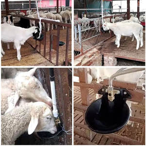 Abbeveratoio Automatico in Ghisa Resistente con Valvola in Rame per Pecore, Capre e Animali da Fattoria, Nuovo - Product Image 6