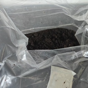ถุงเพาะเห็ดเกรด 3 พร้อมวัสดุปลูก - Product Image 2