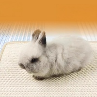Tapis à gratter pour lapins en sisal, jouet anti-ennui pour lapins, antidérapant, résistant à l'usure et aux morsures