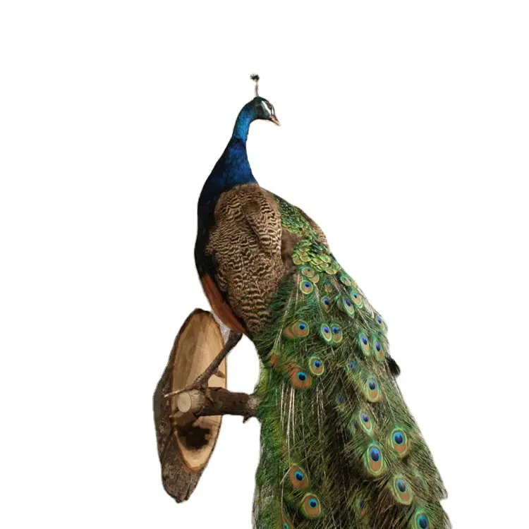 Pássaro de pendurar em resina, tamanho de vida, decoração de parede, arte, escultura, pássaro