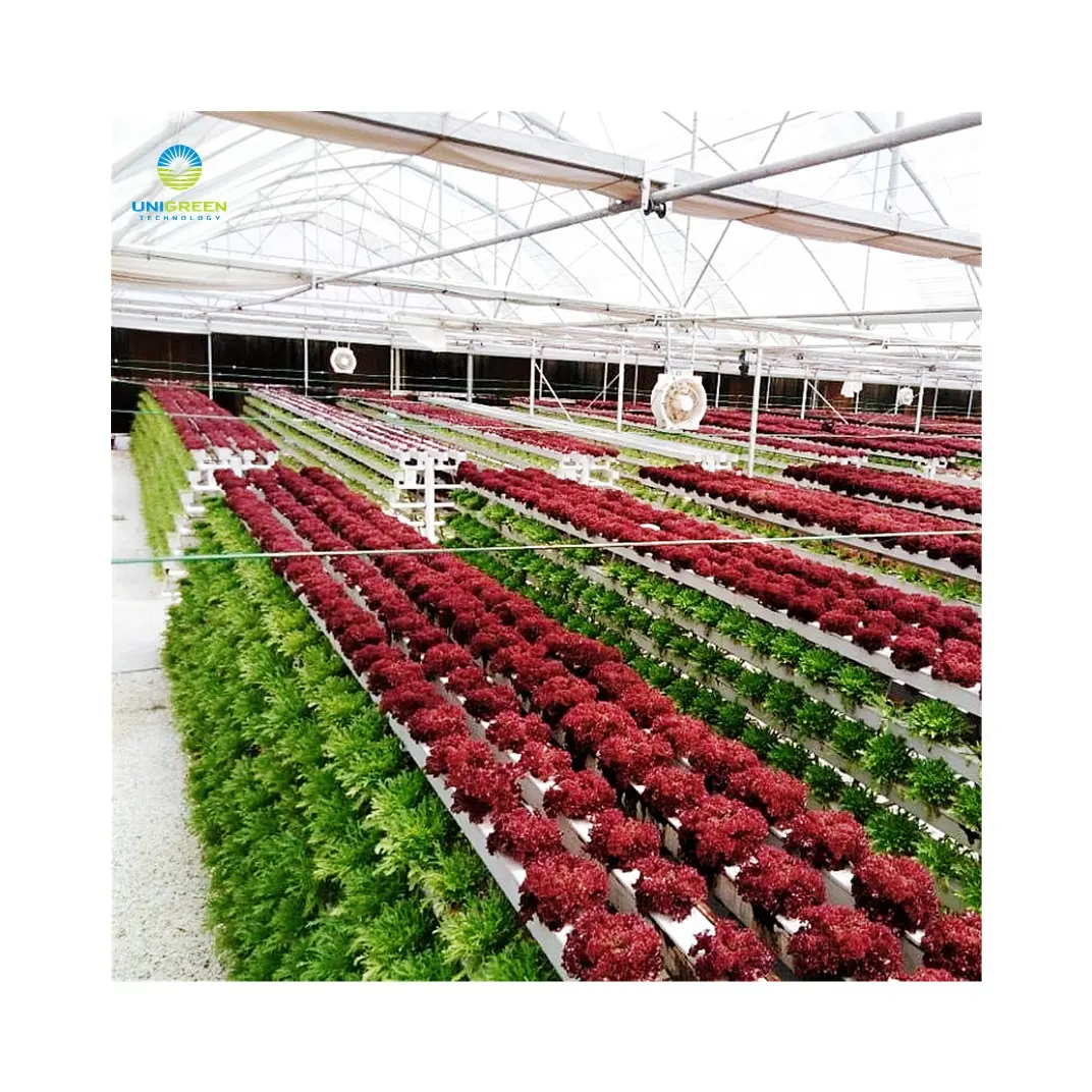 タイプ水耕栽培システム垂直水耕栽培NFTシステム温室レタス用垂直多層栽培ラック葉野菜