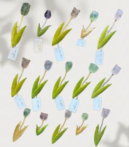 Colección de Broches Florales de Lujo Vefiery, Calcedonia Natural, Perla de Agua Dulce, Flores Comprimidas y Broches de Cristal - Product Image 3