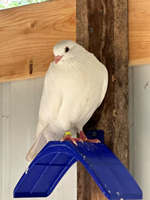 Support de repos pour pigeons de course, équipement d'élevage pour oiseaux, perchoir pour pigeons