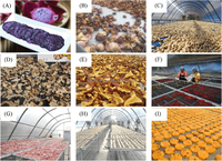 Serre de séchage solaire à effet de serre en polycarbonate à économie d'énergie