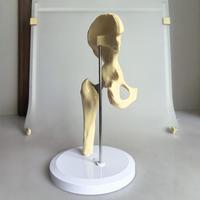 Modèle d'articulation de la hanche avec prothèse artificielle - Composants en PVC et métal ABS pour l'enseignement orthopédique