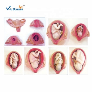 แบบจำลองทางกายวิภาคของกระบวนการเจริญเติบโตของตัวอ่อนในช่วงตั้งครรภ์ - แบบจำลองเพื่อการศึกษาที่เป็นมิตรต่อสิ่งแวดล้อม ทำจากพีวีซี สำหรับโรงเรียนแพทย์ เพื่อการส่งเสริมยา - Product Image 1