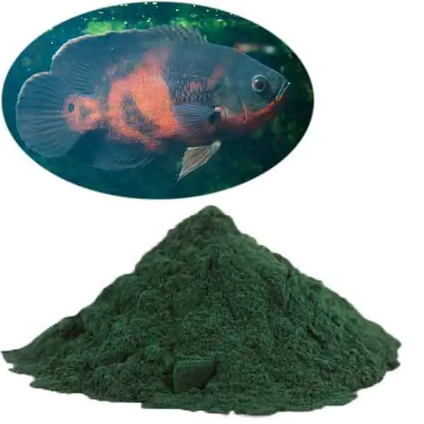 Polvere di estratto di Spirulina additivo gratuito per l'alimentazione di mangimi pesce animale ad alto contenuto proteico 50%-75%