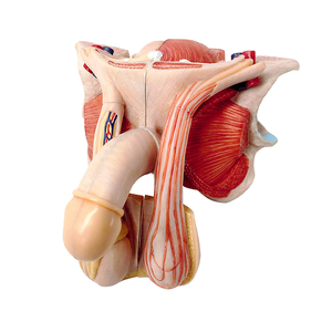 Modèle d'<span class=keywords><strong>organe</strong></span> masculin externe <span class=keywords><strong>humain</strong></span>, anatomie médicale, YuanHang YH-D031d, 5 parties détachables - Product Image 1