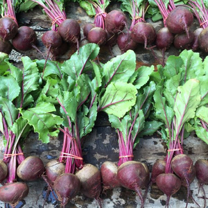 Graines de betterave rouge foncé de Detroit de qualité supérieure Pureté 99,99% Origine Pakistan Systèmes d'agriculture intensive Commerce de gros sur le marché frais - Product Image 1