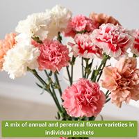 Grande collection de semences non-OGM de plantes anciennes, 10 sachets, Coleus, Carnation, Marguerite, Calendula, Lys de cheval, Zinnia, pour plantation en pot