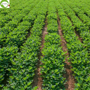 Grosir Kacang Tanah Kupas Varietas 25/29, 100% Alami, Mentah, Kualitas Makanan, Kemasan 25KG, Harga Murah - Product Image 3