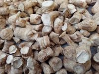 Champignons comestibles de serre cultivés en Chine emballés dans un sac pour la nourriture Tige de champignon shiitake tranchée Offre Spéciale