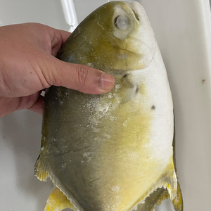 Chất Lượng Hàng Đầu Đông Lạnh Pompano Cá Pomfret Cá - Product Image 2