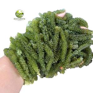 Uvas de Mar Deshidratadas Frescas, Paquete de 100g, Variedad NORI, Sazonadas, Ecológicas, Vietnam Khanh Hoa, Guardar en Lugar Fresco y Seco - Product Image 5